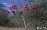 Woestijnroos (Adenium obesum)