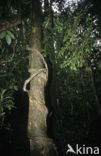 Wurgvijg (Ficus aurea)