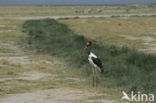 Zadelbekooievaar (Ephippiorhynchus senegalensis)