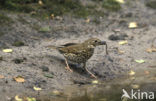 Song Thrush (Turdus philomelos)