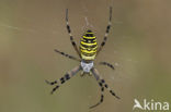 wasp spider (Argiope bruennichi)
