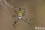 wasp spider (Argiope bruennichi)