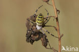 wasp spider (Argiope bruennichi)