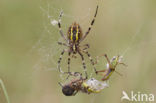 wasp spider (Argiope bruennichi)