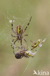 wasp spider (Argiope bruennichi)