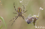 wasp spider (Argiope bruennichi)