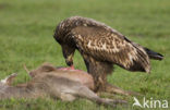 White-tailed Sea Eagle (Haliaeetus albicilla)