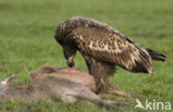 Zeearend (Haliaeetus albicilla)