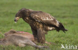 Zeearend (Haliaeetus albicilla)