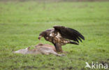 Zeearend (Haliaeetus albicilla)