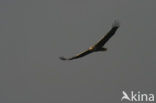 White-tailed Sea Eagle (Haliaeetus albicilla)