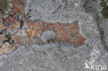 disk lichen (Aspicilia leprosescens)