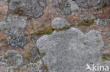 disk lichen (Aspicilia leprosescens)