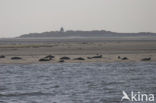 Seal
