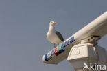 Zilvermeeuw (Larus argentatus)