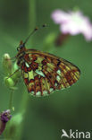 Zilvervlek parelmoervlinder (Boloria euphrosyne) 