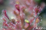 Zonnedauw (Drosera spec.)