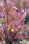 Zonnedauw (Drosera spec.)