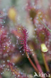 Zonnedauw (Drosera spec.)