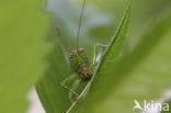 Long-winged Cone-head (Conocephalus discolor)