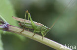 Long-winged Cone-head (Conocephalus discolor)
