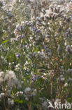 Sea Aster (Aster tripolium)