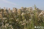 Sea Aster (Aster tripolium)