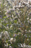 Sea Aster (Aster tripolium)