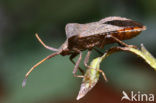 squashbug (Coreus marginatus)