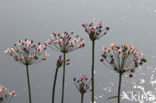 Flowering-rush (Butomus umbellatus)