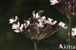 Flowering-rush (Butomus umbellatus)