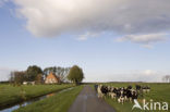 Mottled Cow (Bos domesticus)