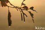 Zwarte els (Alnus glutinosa)