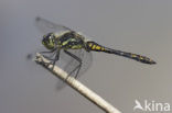 Zwarte heidelibel (Sympetrum danae)