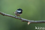 Zwarte Mees (Parus ater)