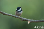 Zwarte Mees (Parus ater)