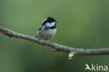 Zwarte Mees (Parus ater)