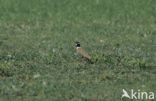 Zwartkopkievit (Vanellus tectus)