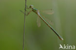 Shy Emerald Damselfly (Lestes barbarus)
