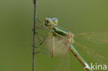 Shy Emerald Damselfly (Lestes barbarus)