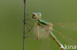 Zwervende pantserjuffer (Lestes barbarus)