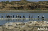 White-necked Cormorant (Phalacrocorax carbo lucidus)