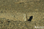 Cape Ground Squirrel (Xerus inauris)