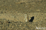 Afrikaanse grondeekhoorn (Xerus inauris)