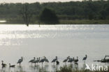 Afrikaanse Lepelaar (Platalea alba)