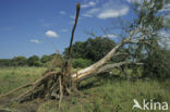 Afrikaanse olifant (Loxodonta africana) 