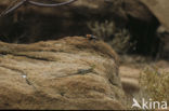 Red-headed Rock Agama (Agama agama)