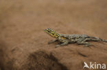 Red-headed Rock Agama (Agama agama)