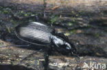 Agonum moestum