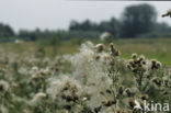 Creeping Thistle (Cirsium arvense)